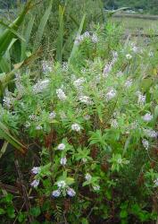 Veronica ×lewisii. Habit. Milford Sound, Fiordland.
 Image: P.J. Garnock-Jones © P.J. Garnock-Jones CC-BY-NC 3.0 NZ